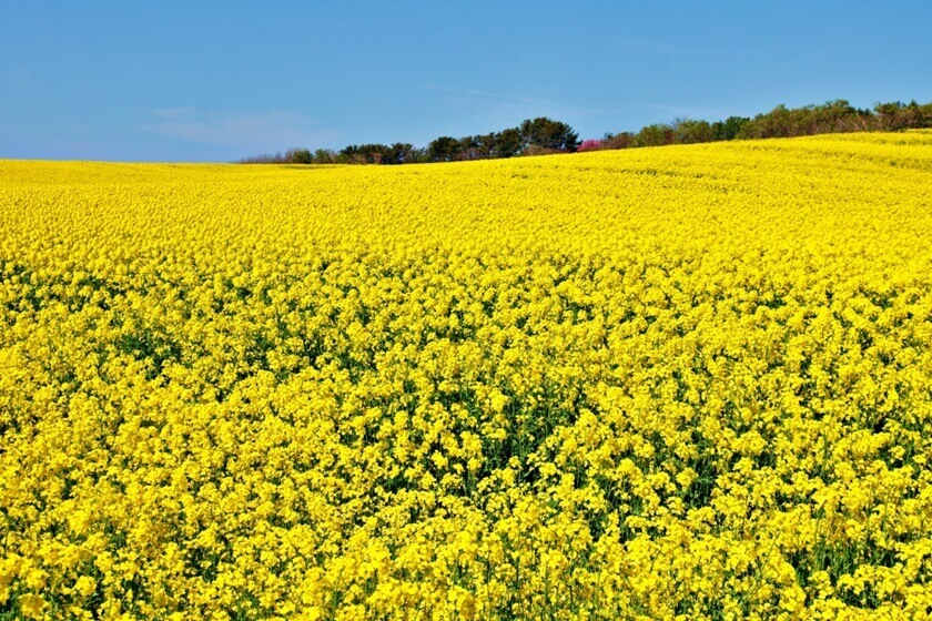 日本最大的油菜花田。(Image credit: 青森県観光連盟)