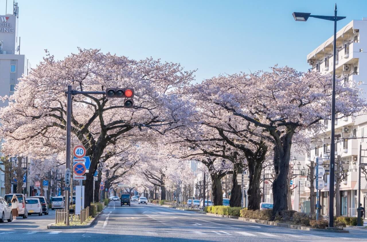 4月上旬的日立市，可見櫻花遍開的風景