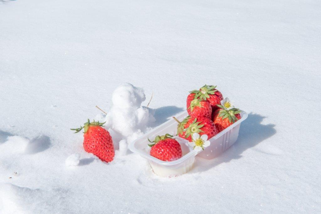 由於戶外就是雪地，看著乾淨的白雪，忍不住堆了雪人和草莓一起拍照。事後吃了放在雪地裡的草莓，受到雪冰鎮後特別冰涼好吃。
