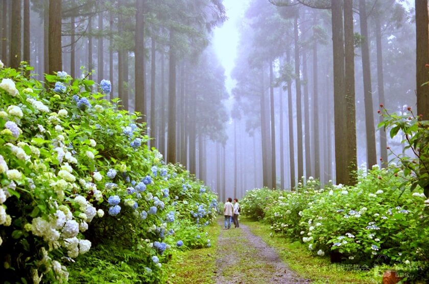 沿著2公里的路徑欣賞數以千計的繡球花。(Image credit: 岩手県観光協会)