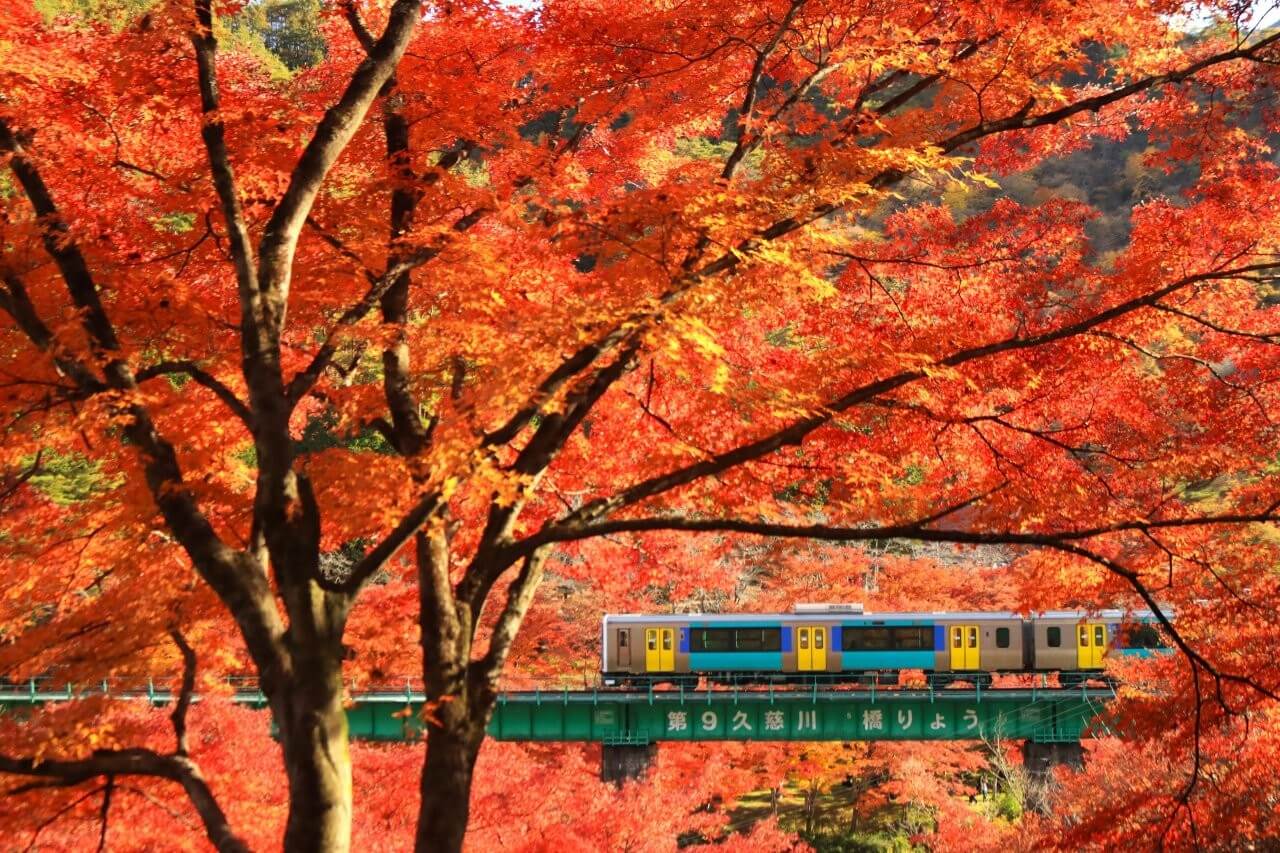 JR水郡線在11月上旬至11月中旬間的秋季景致最是迷人