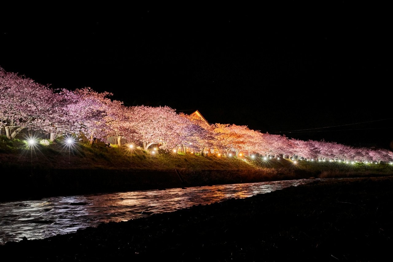 河津櫻（夜間）