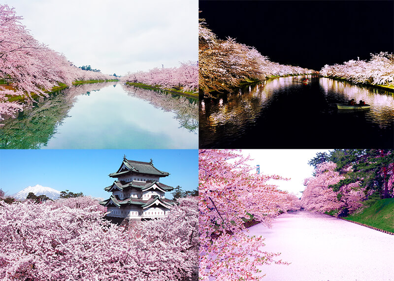 Top: Hirosaki Castle Park’s Western Moat during the day and at night. Bottom: View of Hirosaki Castle with the cherry blossoms and Mount Iwaki, and the cherry blossom carpet. (Image credits: JR East / Carissa Loh (top), Hirosaki City / JNTO (bottom).