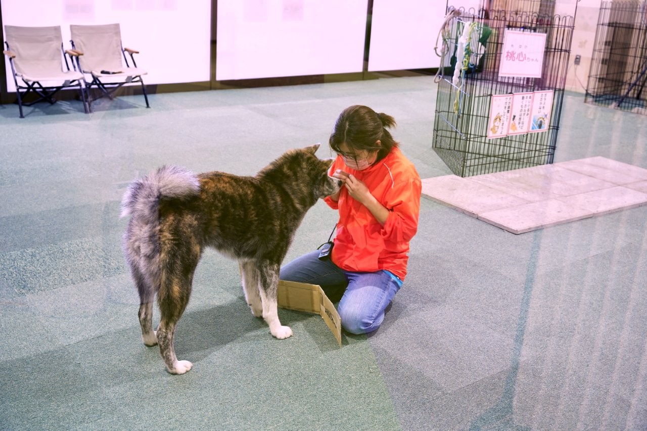 秋田犬之里可以隔著展示室玻璃觀看狗狗
