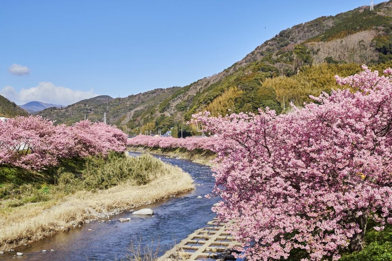 河津櫻