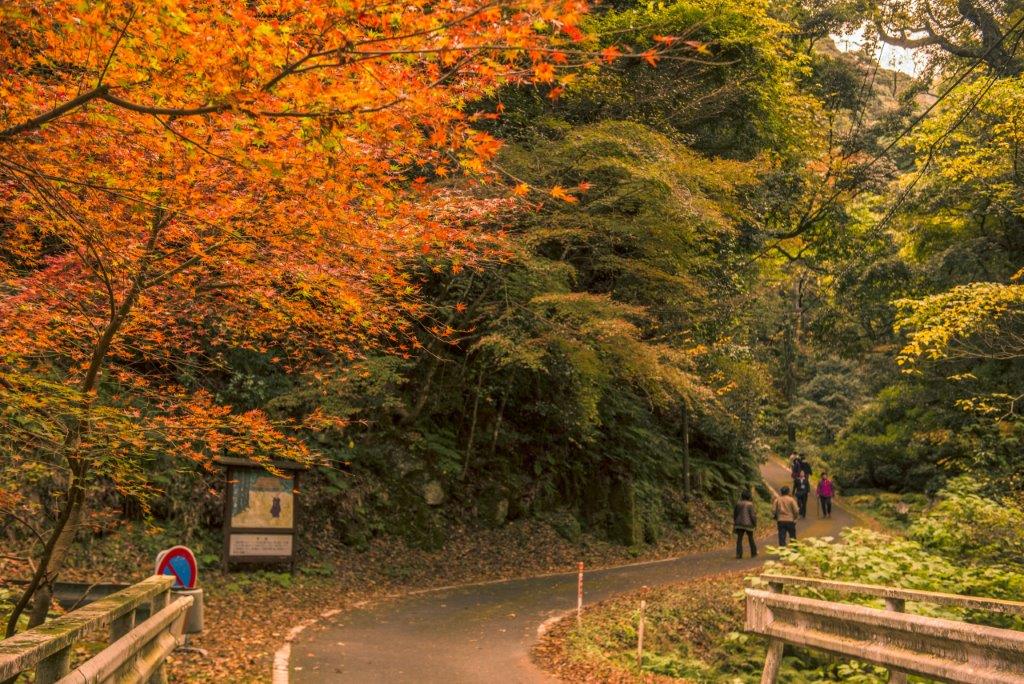 停車場前往鰐淵寺的路上，紅葉（不僅指楓葉，也是指其他樹木在秋季時轉為紅色）已逐漸掉落，有的還正慢慢轉紅，或許今年氣候不太穩定影響了狀態。