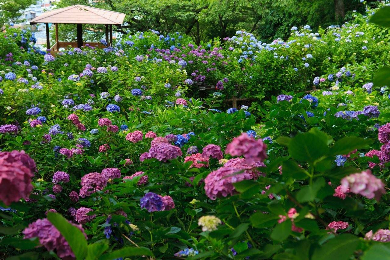 下田公園紫陽花祭（画像提供：下田市観光協会）