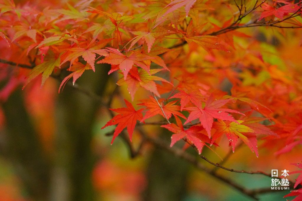 紅葉時節，神社也是許多縣民前來鑑賞秋季風情的地點