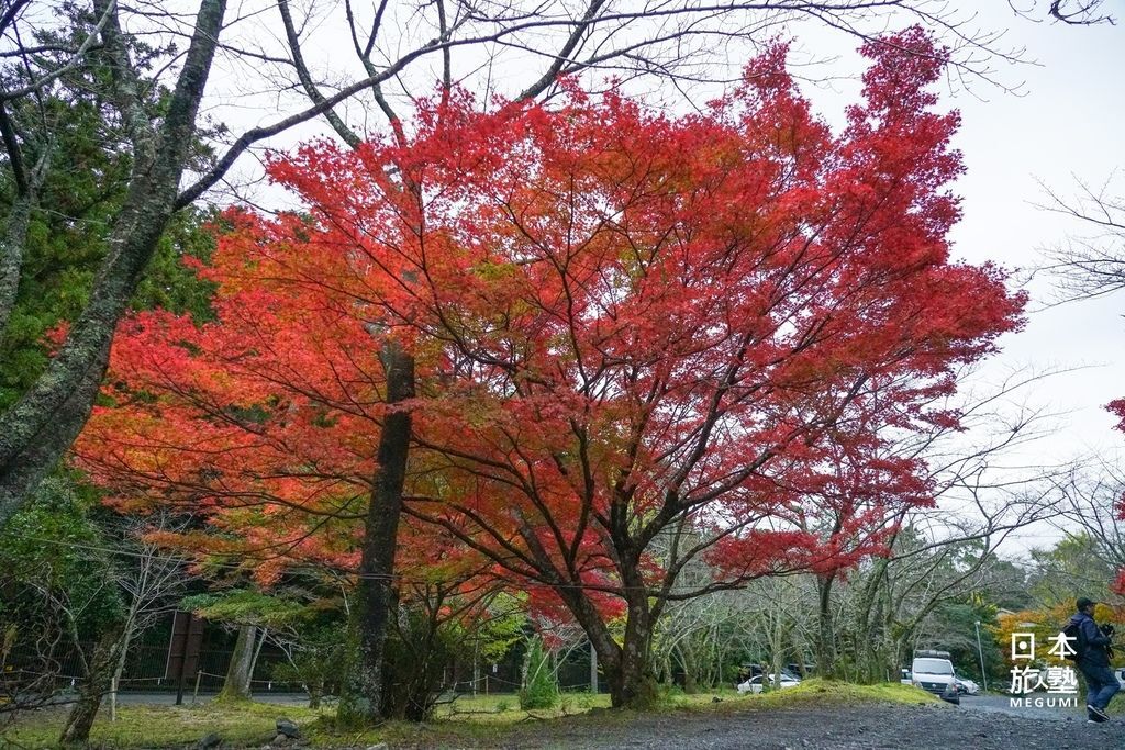 境內種植不少樹木，除了點綴出綠意盎然的景致，秋季景觀也非常迷人