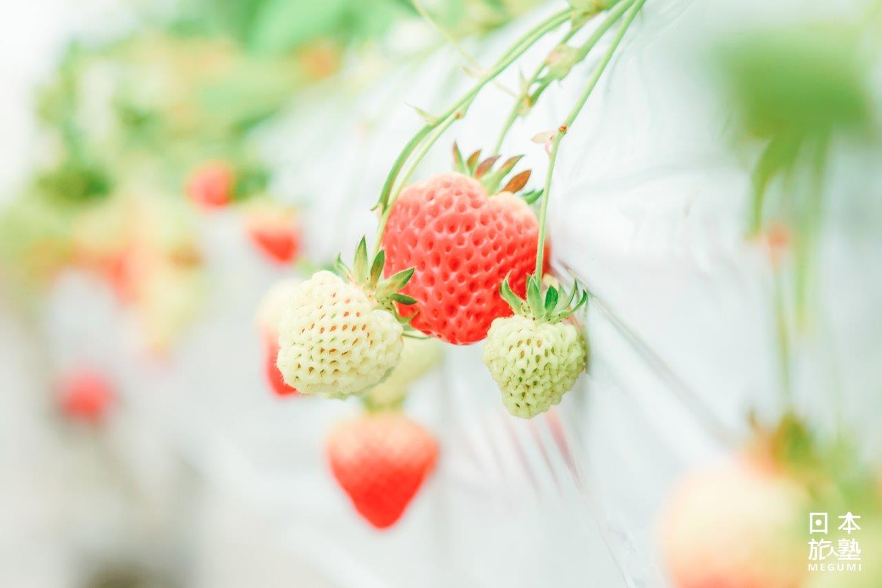 溫室內栽培數品種草莓