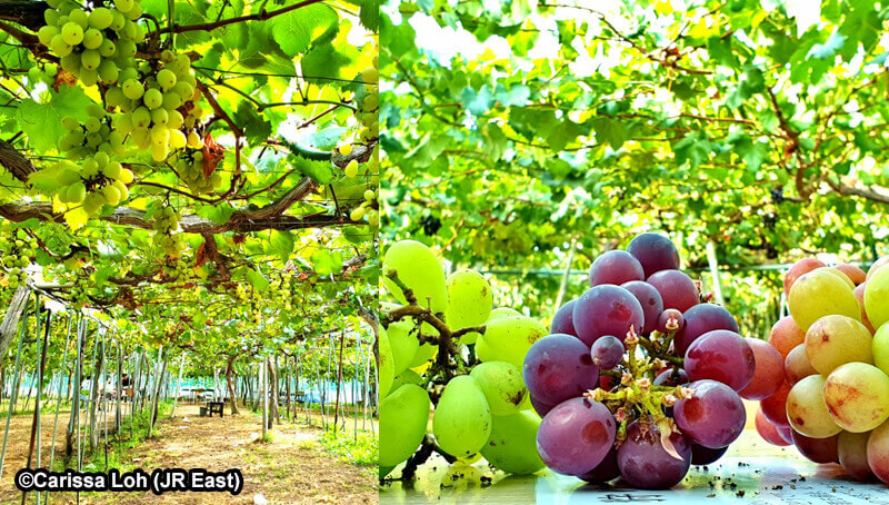 Grape-picking in mid-September. (Image credit: JR East / Carissa Loh)