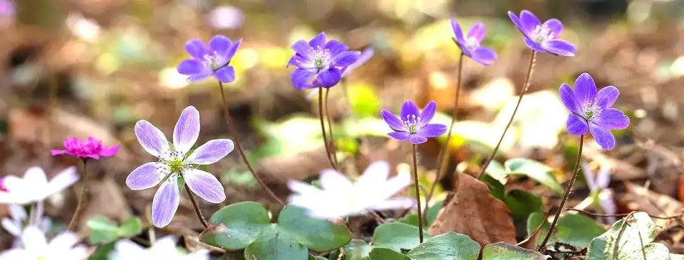 ▲在春天綻放的花