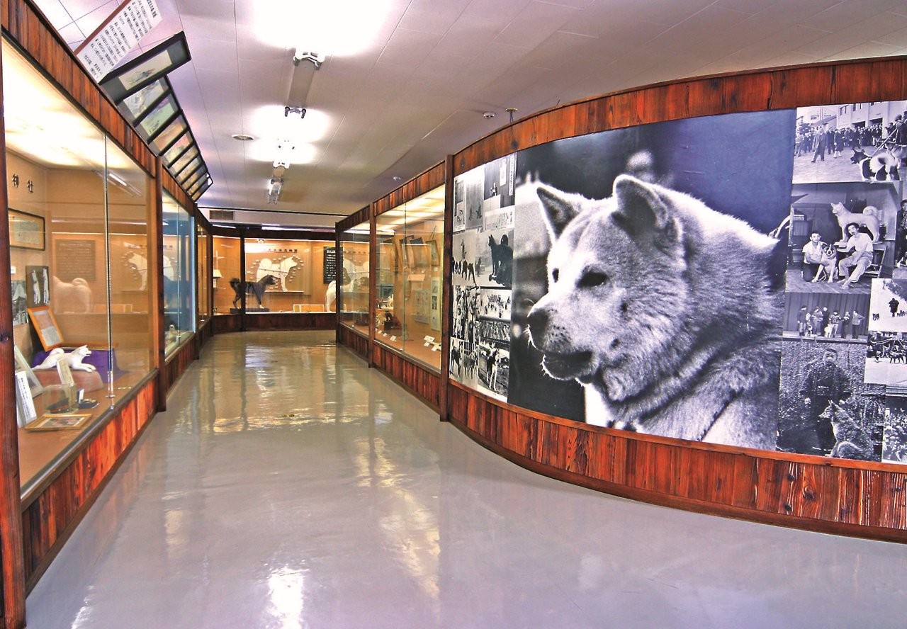 秋田犬會館展示著一系列與秋田犬相關的各種文物和資料