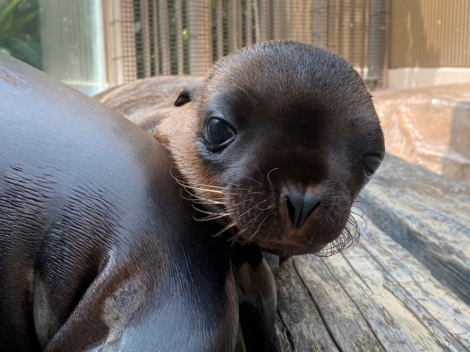 圖片來源：陽光水族館