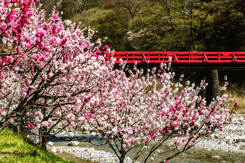 五顏六色的花桃樹。(Image credit: Achi Hirugami Tourism Bureau)