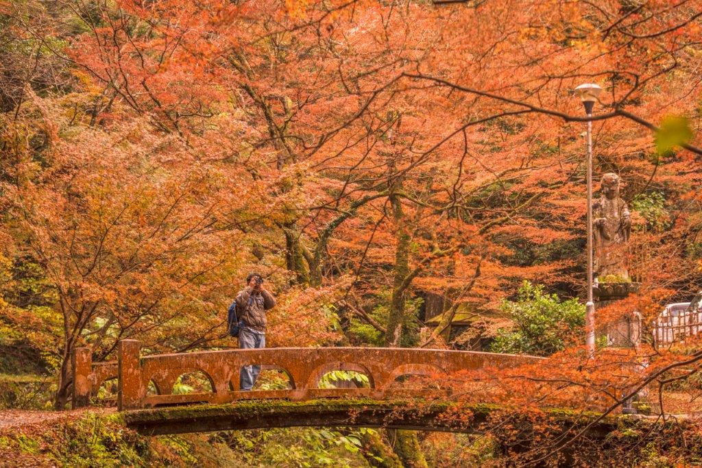 渡過鰐淵川的小橋，因為這區的楓葉狀況有不少是紅色，當時遇到台灣與香港的自由行旅客也和我一樣搭電車與巴士前來鰐淵寺賞楓，這裡美得也讓他們留下許多張合照。