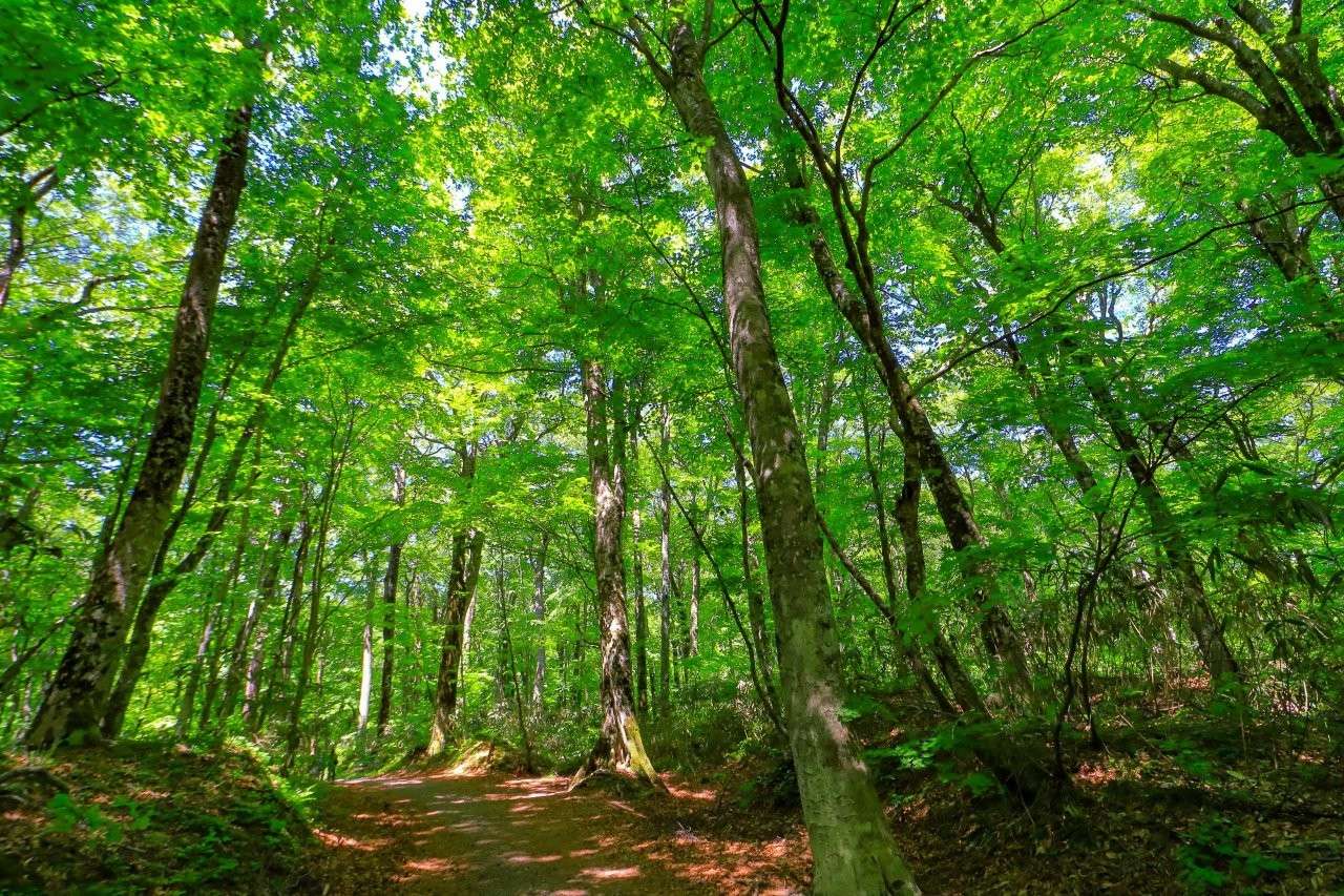 白神山地擁有東亞最大規模的原始山毛櫸林