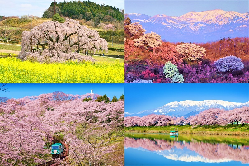 Clockwise from top-left: Miharu Takizakura, Hanamiyama Park, Hitome Senbonzakura, Funaoka Joshi Park. (Image credit: JR East / Nakamura, Fukushima Prefecture, U-Media (bottom))