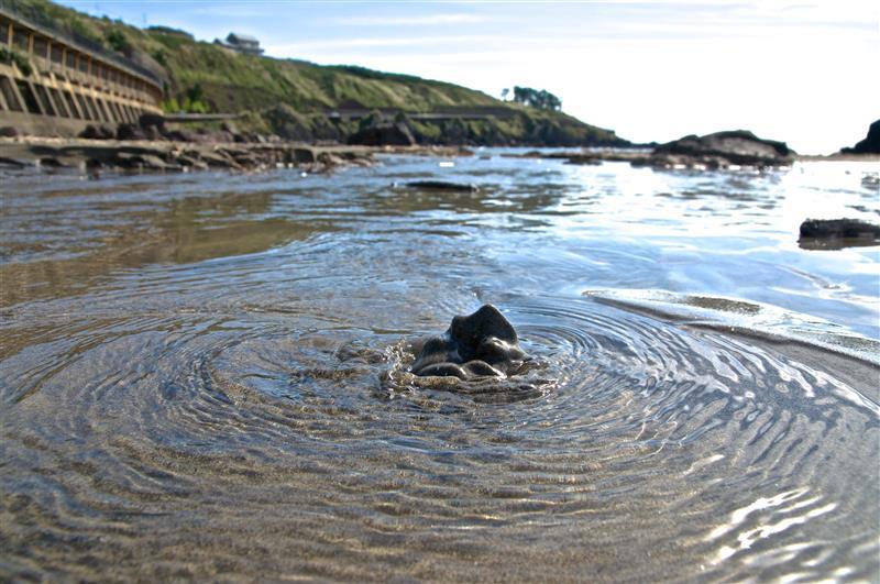 （圖片提供：鳥海山・飛島ジオパーク推進協議会）