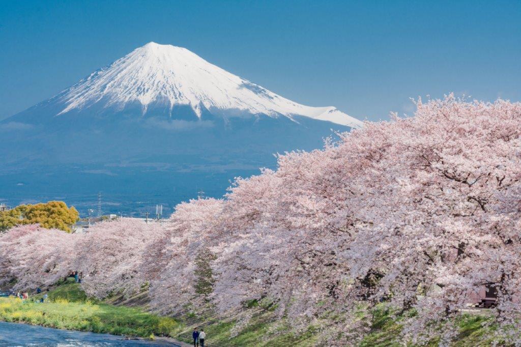 帶到人的話，更能作為比例尺，看出富士山的壯觀程度。 在網路上見到晚上夜櫻的照片，若想拍夜櫻與富士山可以參考放入行程安排。