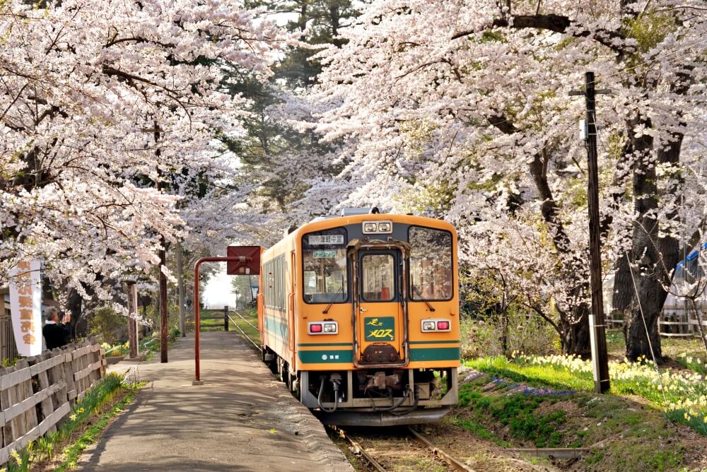春天穿過蘆野公園的津輕鐵道列車。(Image credit: 青森県観光連盟)