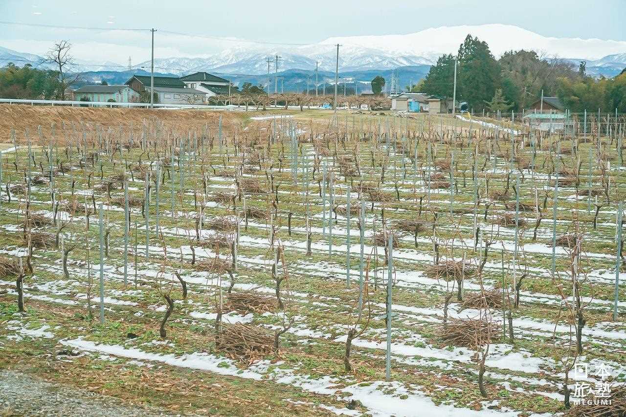 以山岳為遠景、葡萄園為近景的地景