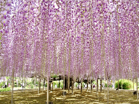 足利花卉公園的大紫藤樹。(Image credit: Ashikaga Flower Park)