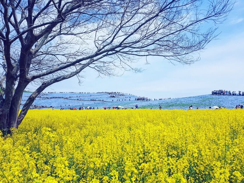 額外獎勵：可以看到亮黃色的油菜花和淡藍色的粉蝶花。(Image credit: JR East / Carissa Loh)