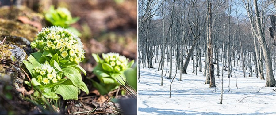 ▲左：春　右：冬