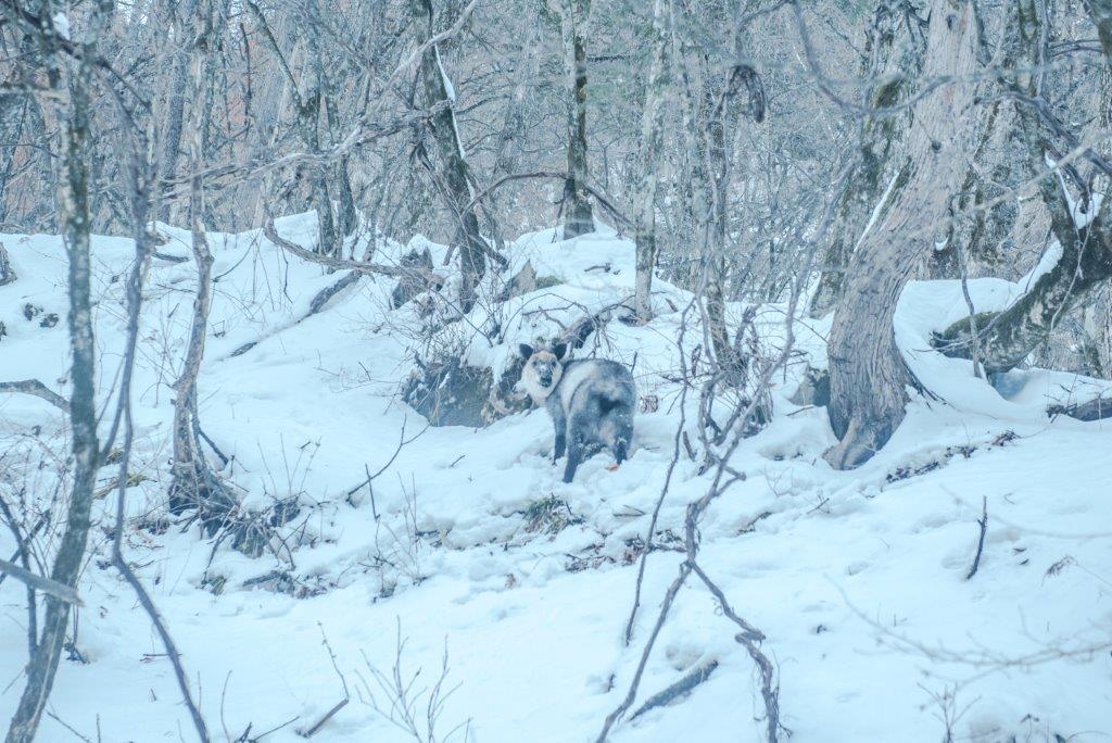 突然在公車上見到日本長鬃山羊，牠也正在雪坡上觀察著我們，實在太幸運了！