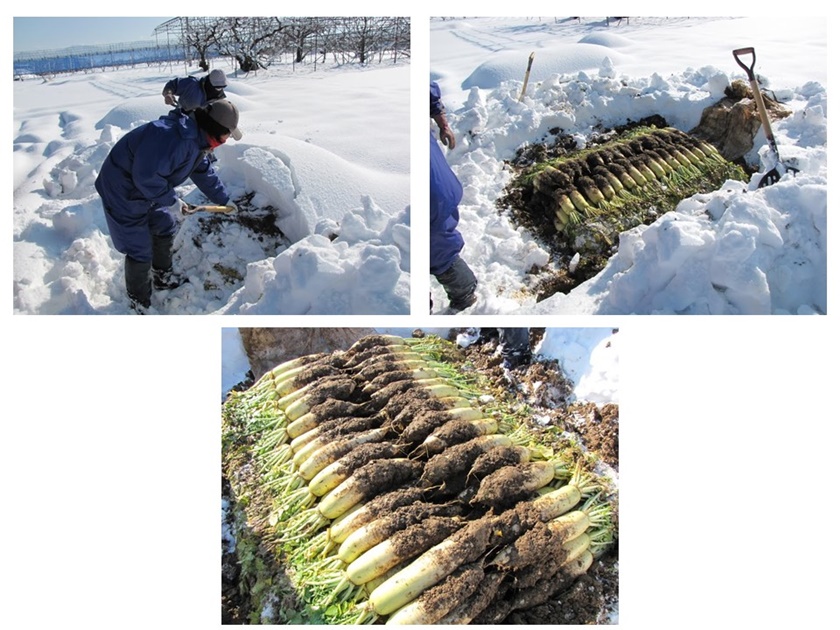 採摘被雪埋的蘿蔔。(Image credit: 全国有機農法連絡会)