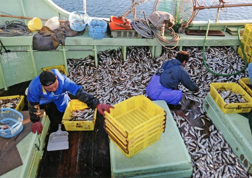 鰰魚僅能在寒冷的冬季捕獲。(Image credit: Akita Prefecture)