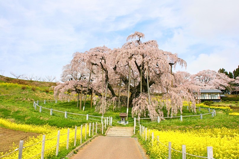 Miharu Takizakura in Fukushima Prefecture. (Image credit: JR East / Nakamura)