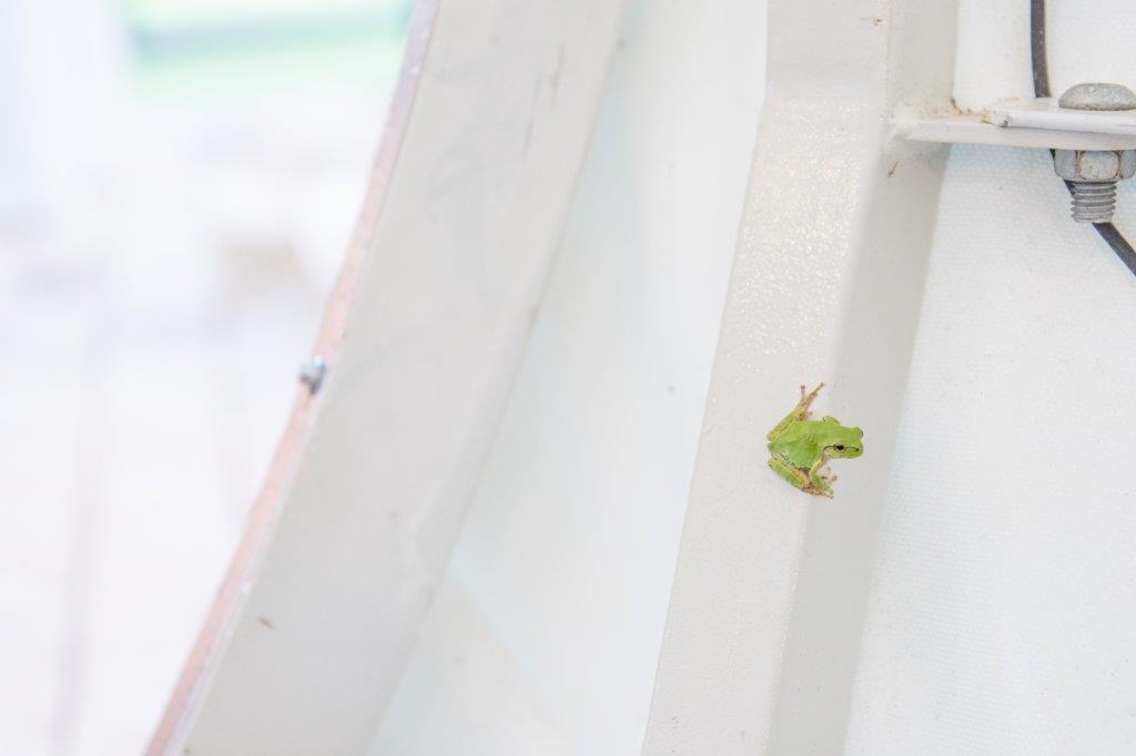 GLAMP ELEMENT的空間很貼近大自然，所以總能見到這些可愛的小樹蛙。