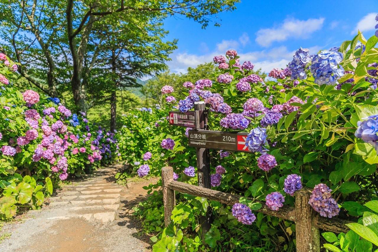 下田公園紫陽花祭（画像提供：下田市観光協会）