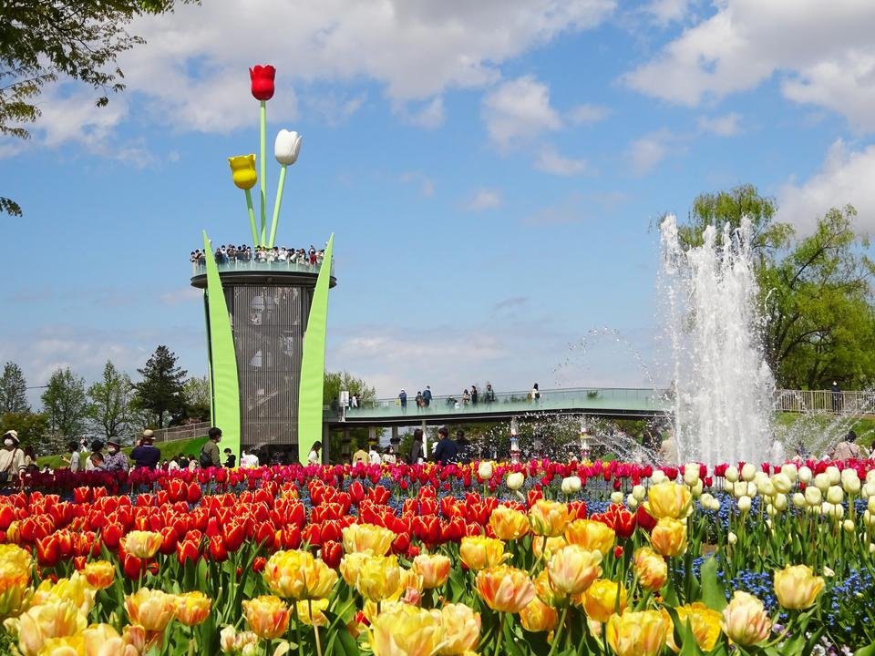 ▲砺波鬱金香公園