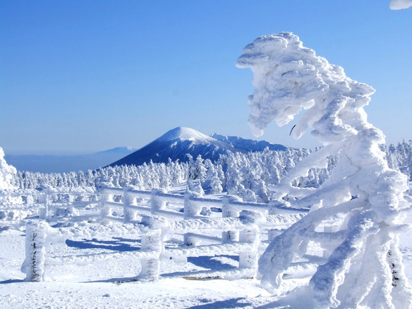八幡平的雪怪。(Image credit: Akita Prefecture)