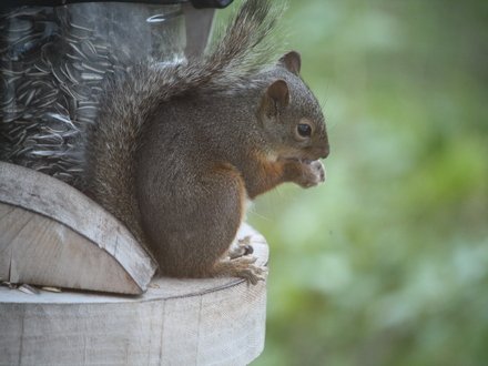 ▲現蹤在旅館附近的松鼠