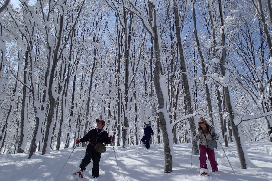 ▲雪地裡悠閒漫步