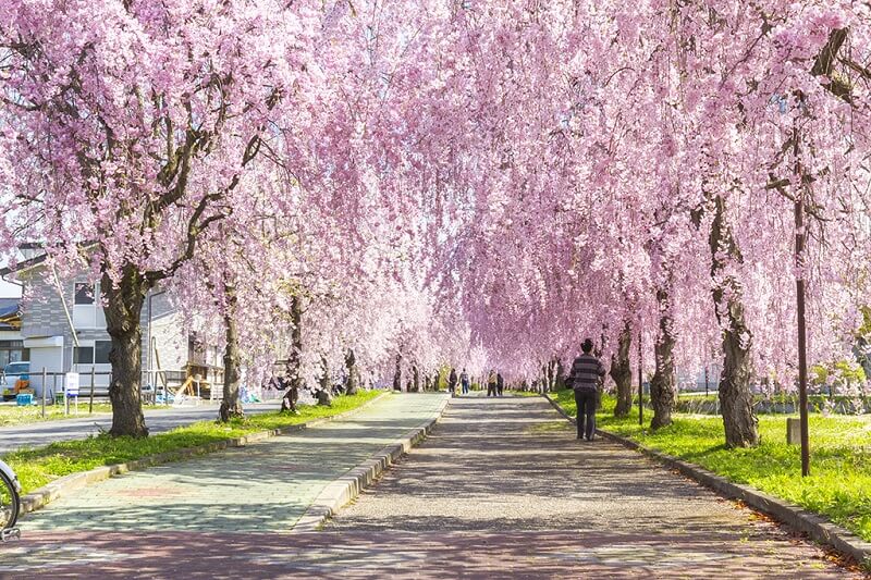 Weeping sakura trees along the Nicchu Line Memorial Cycling Pedestrians’ Path. (Image credit: 福島県観光物産交流協会)