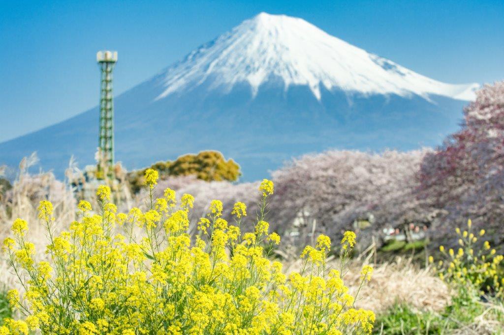 河岸這有些許油菜花，或許能一起拍攝帶到油菜花與櫻花、富士山之畫面。