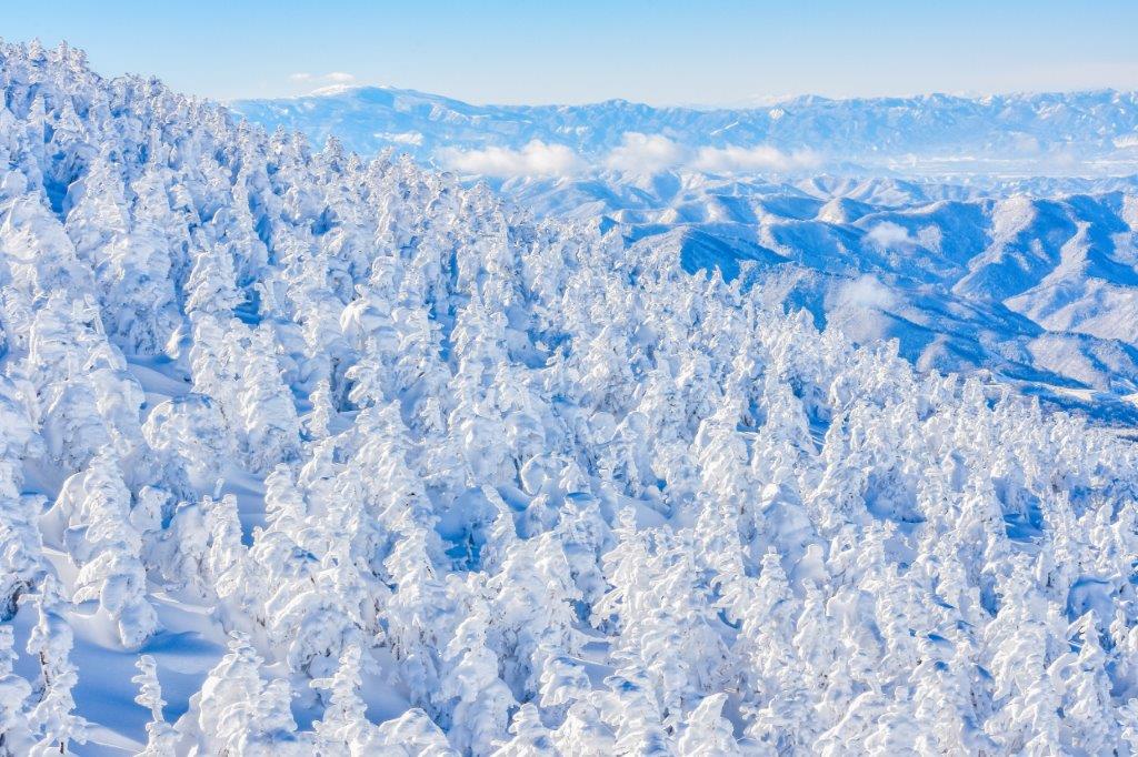 簡單來說，因為樹冰即是特殊地形與氣候，當風吹來時帶來了雪霧，將常綠針葉樹木上附著了雪花與霧氣（軟霧凇）。