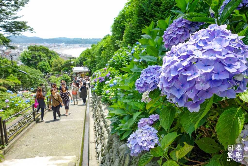 紫陽花綻放時的成就院，每天都湧進許多愛花人。居高臨下的眺望視野，湘南海灣盡入眼簾