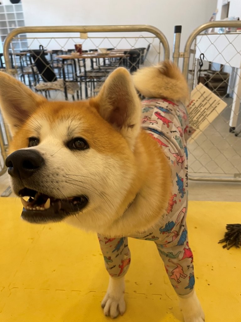 調皮搗蛋的源太
