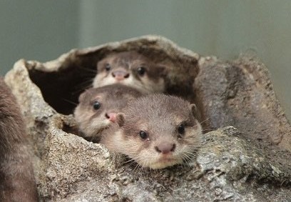 圖片來源：陽光水族館