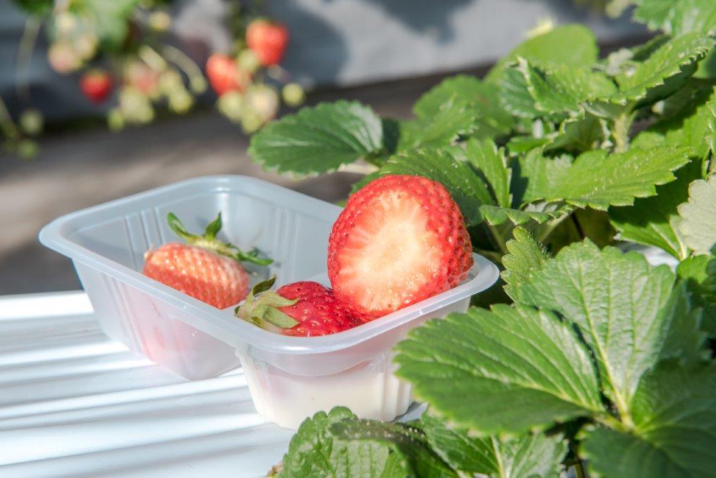 從草莓園直接採來現吃的草莓，其新鮮度和超市內賣的草莓當然無法比。