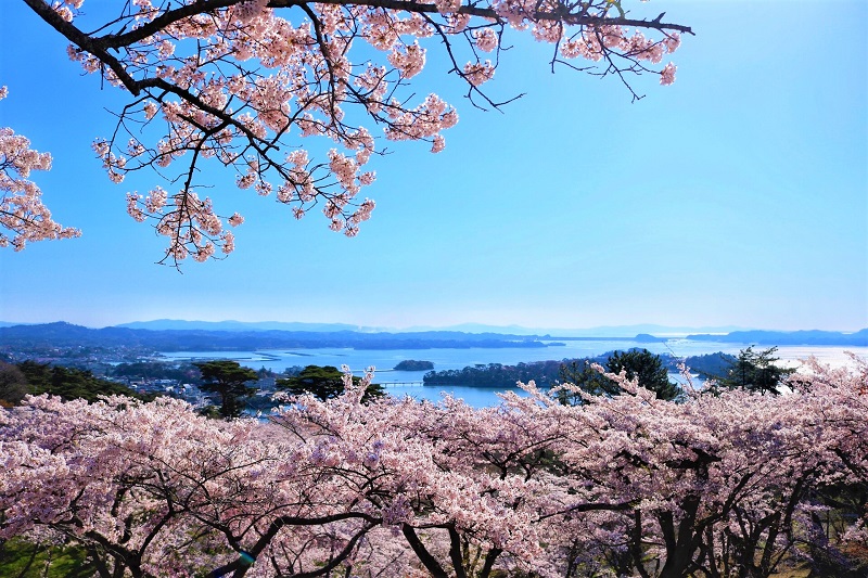 Saigyo Modoshi no Matsu Park in Miyagi Prefecture. (Image credit: photoAC)