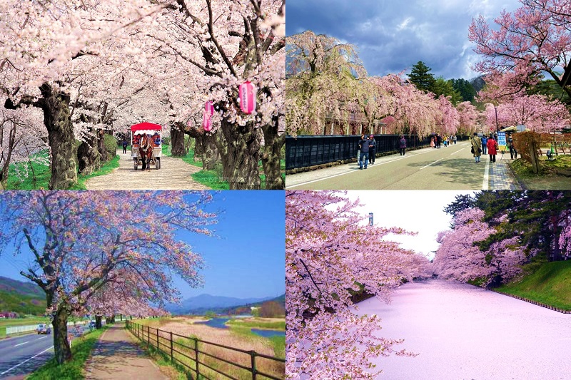 Clockwise from top-left: Kitakami Tenshochi Park, Kakunodate Samurai Residences, Hirosaki Park, Ayaori no Sakura-namiki. (Image credit: 岩手県観光協会, Japanmase, Aomori Prefecture, Japanmase)