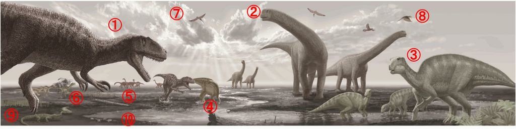 史前生物群當中，體型最巨大的是②福井巨龍屬（10m），其次為③福井龍屬（4.7m）