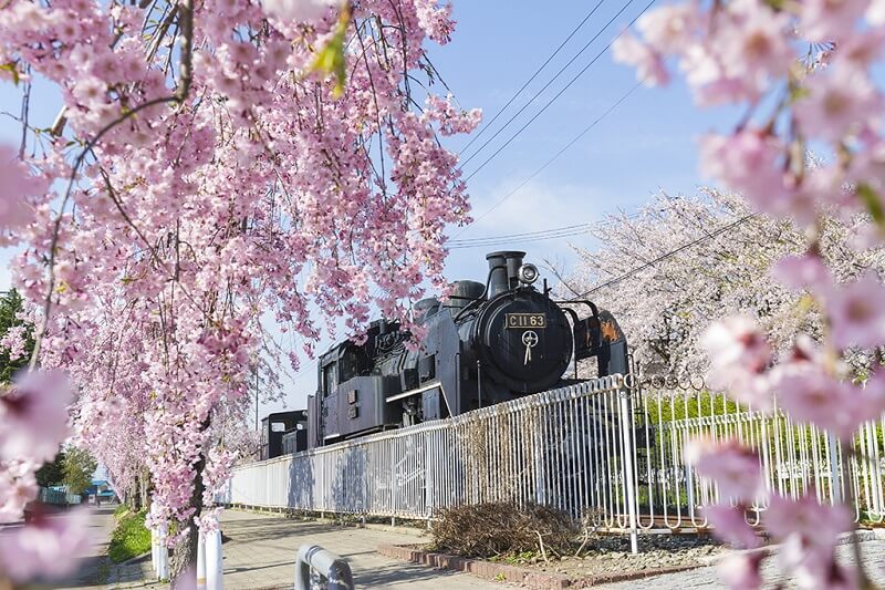 SL train among the sakura trees. (Image credit: 福島県観光物産交流協会)